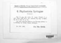 Ascochyta syringae image